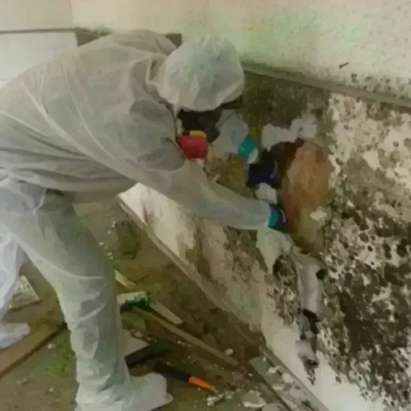 Mold Remediation and Removal in Coaldale, PA